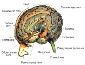 кортикальных систем мозговой коры